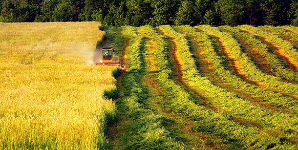 Mowing the Hay 61331