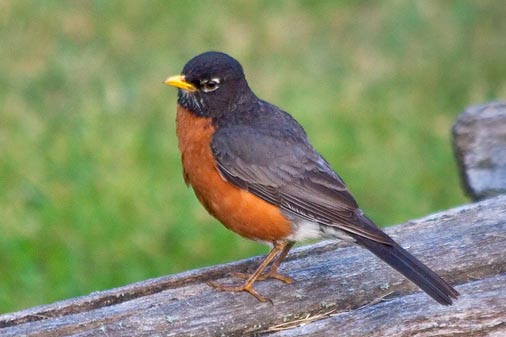 American Robin 61679