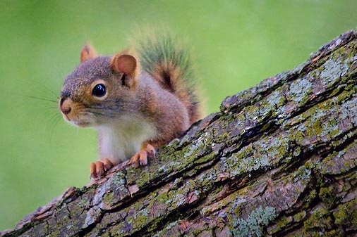 Squirrel On A Limb 20070625