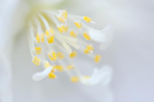 White Flower Closeup 20070626