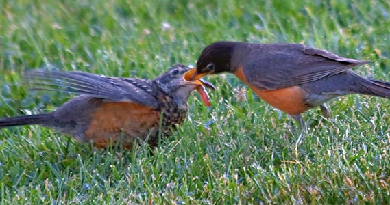 Still Feeding Its Young 62207