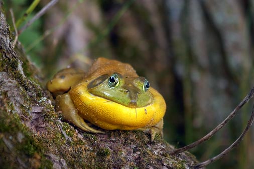 Treed Frog 62726