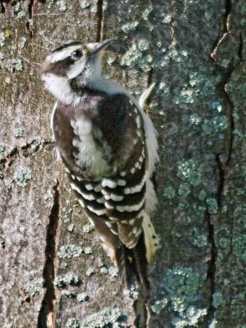 Downy Woodpecker 62801