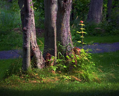 Sunlit Tree Trunks 62748