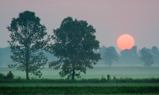 Two Trees At Sunrise 63810