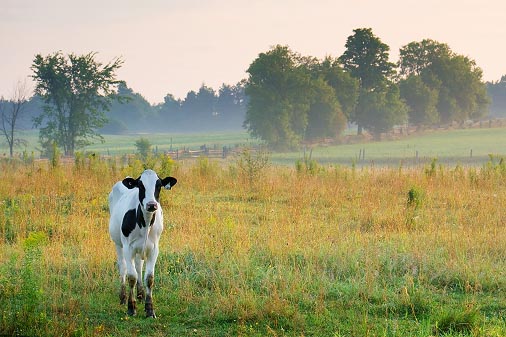 Little Cow At Dawn 63885