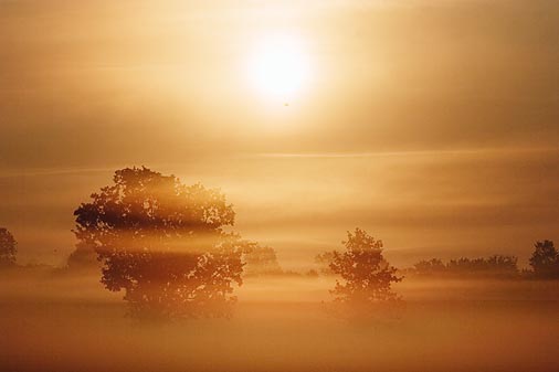 Amazing Mist 64279