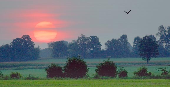 Crow In Hazy Sunrise 64357