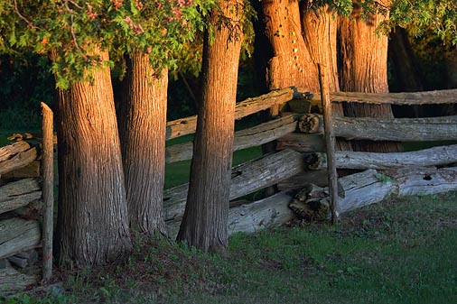 Trees & Fence At Sunrise 20070804