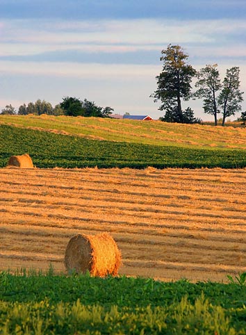 Fields At Sunrise 64649