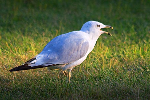 Mouthy Gull 64615