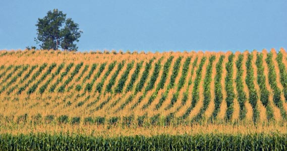 Hillside Cornfield 65074