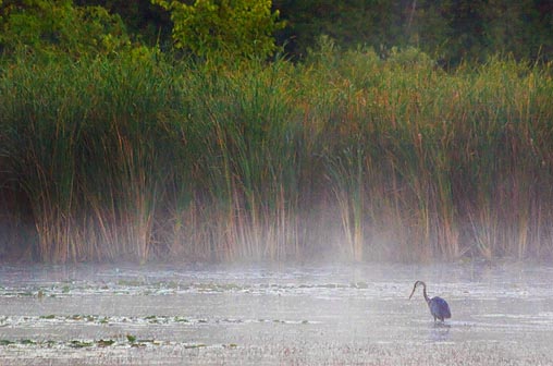 Early Morning Heron 66389