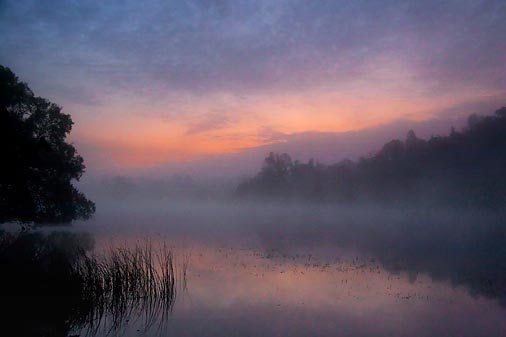 Purple Morning Majesty 66515