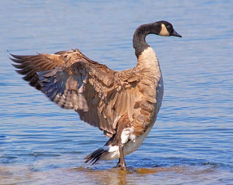 Stretching Goose 66830