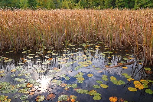 Sun In The Marsh 67518