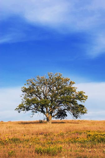 Lone Tree 67955