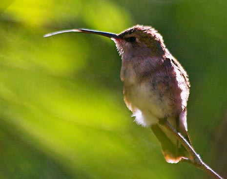 Hummingbird Tongue 76644