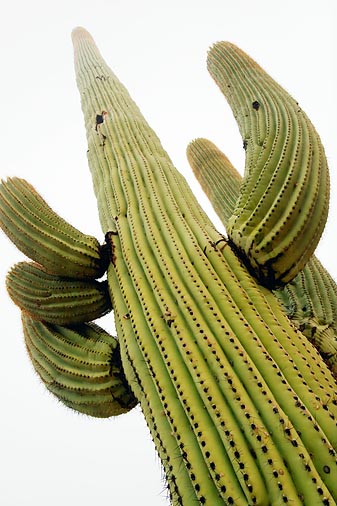 Saguaro In Fog 20071212