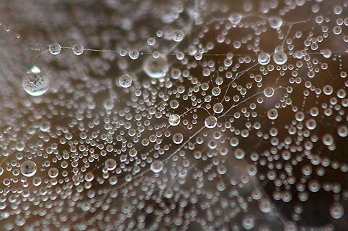 Spiders Web After Rain 76928