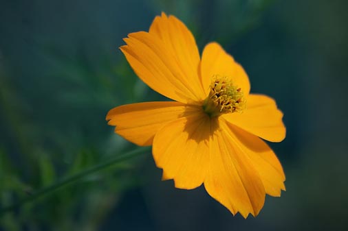 Mexican Gold Poppy 76665