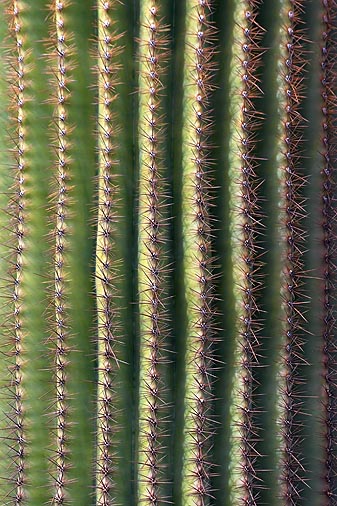 Saguaro Trunk 80697