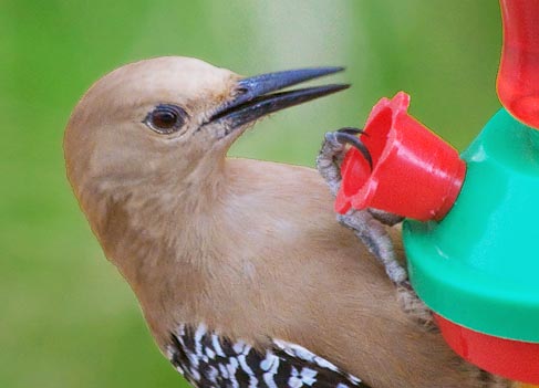 Thinks Its A Hummingbird 80795