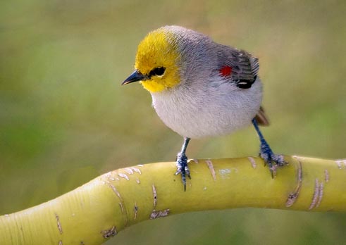 Verdin 20080126