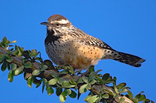 Cactus Wren 20080131