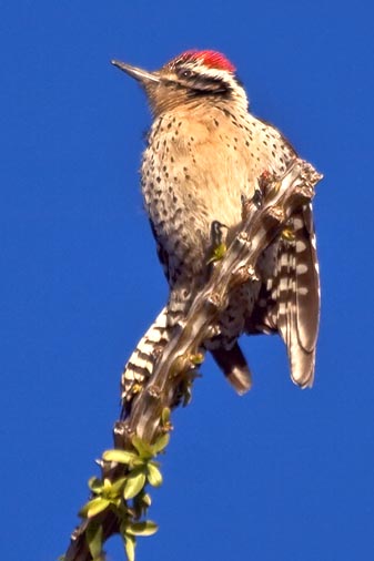 Ladder-backed Woodpecker 81509