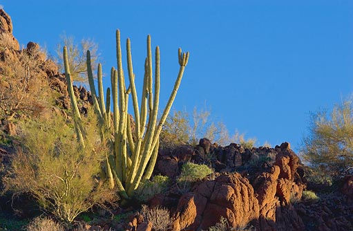 Hickiwan Organ Pipe Cactus 82730