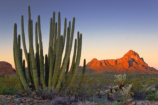 Organ Pipe Cactus At Sunrise 20080210
