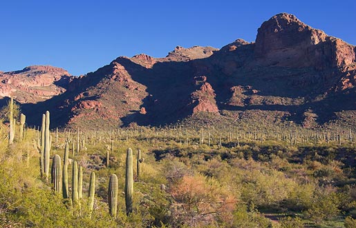 Alamo Canyon 83219