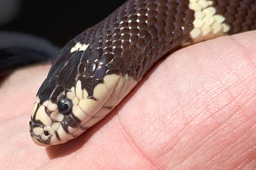 Kingsnake Closeup 83661