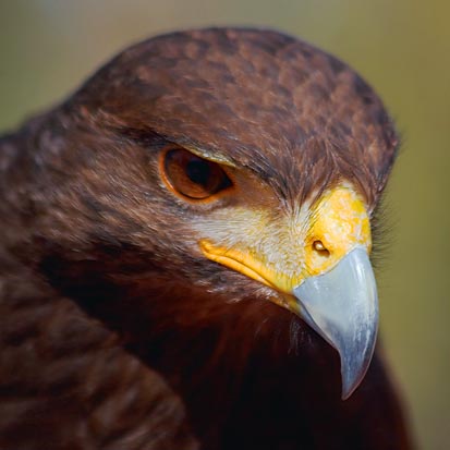 Harriss Hawk Closeup 20080219
