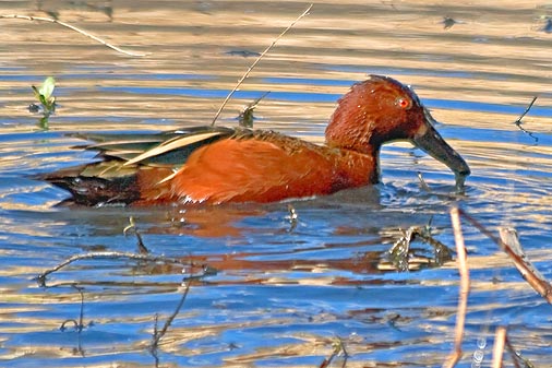 Cinnamon Teal 84409