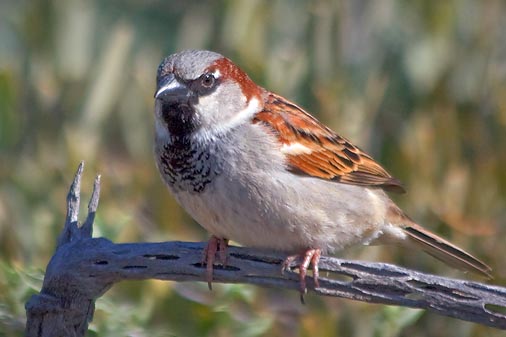 Bird On A Dead Cactus 84974