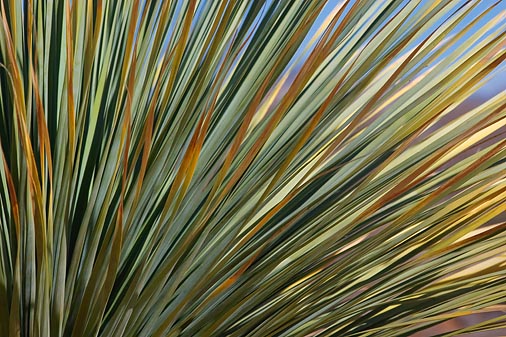 Yucca Leaves 85322