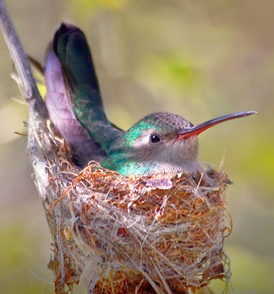 Nesting Hummingbird 20080229