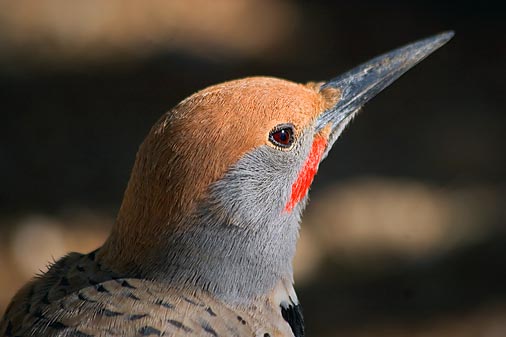 Gilded Flicker Closeup 85535