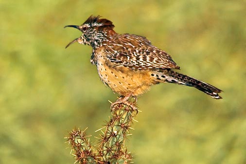 Unhappy Cactus Wren 20080303