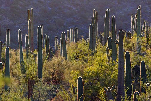 Backlit Saguaros 86139