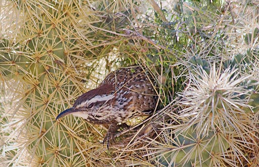 Cactus Wren In A Cactus 86584