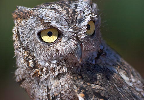 Western Screech Owl 87524