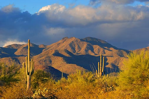 Desert Scene 75499
