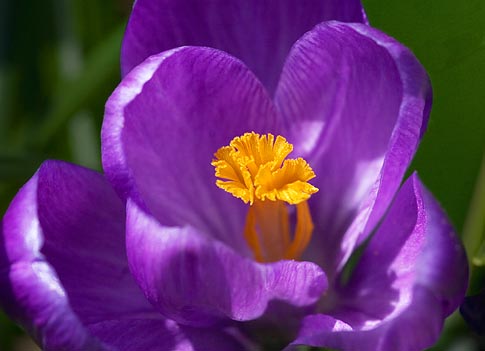 Purple Crocus Closeup 20080416