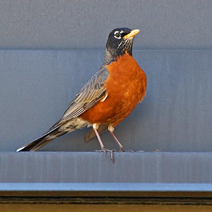Urban Robin 87733