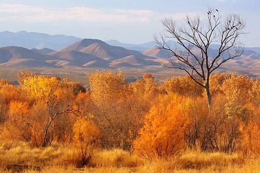 Bosque del Apache 73108