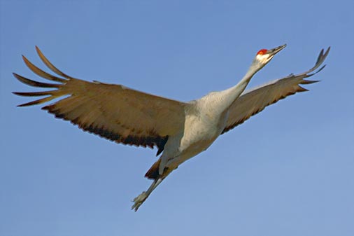 Sandhill Crane In Flight 73145