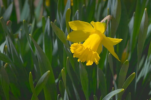 Single Daffodil 87643